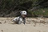 DALMATIEN 292